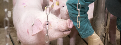 Person in gr&uuml;ner Kleidung und M&uuml;tze f&uuml;ttert Ferkel in einem Stall. Vier Ferkel stehen auf einem Gitterboden.