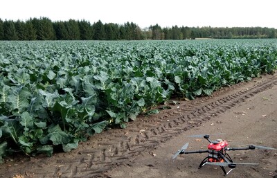 Drohne und Brokkoli - © Friederike Wellhausen Drohne und Brokkoli