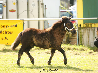 Shetland Pony Siegerfohlen Giersbergs Zipmeup - H. Hashagen