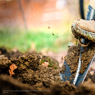 Man boot or shoe on spade prepare for digging. Farmer digs soil with shovel in garden - © Milan / stock.adobe.com Man boot or shoe on spade prepare for digging. Farmer digs soil with shovel in garden