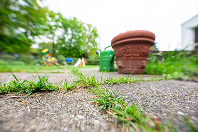 Auf Garagenzufahrten, Wegen (Foto), Bürgersteigen, Terrassen, Straßen, Parkplätzen und Hofflächen ist der Einsatz von Unkrautvernichtern verboten. - © Wolfgang Ehrecke Auf Garagenzufahrten, Wegen (Foto), Bürgersteigen, Terrassen, Straßen, Parkplätzen und Hofflächen ist der Einsatz von Unkrautvernichtern verboten.