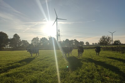 Bio-K&uuml;he auf der Weide