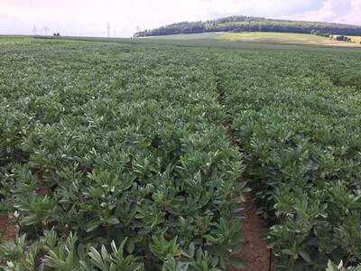 LSV Ackerbohnen - © Carsten Rieckmann LSV Ackerbohnen