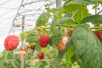 Himbeeren im gesch&uuml;tzten Anbau auf dem Gel&auml;nde der Versuchsstation Beerenobst der Landwirtschaftskammer Niedersachsen in Vechta-Langf&ouml;rden.