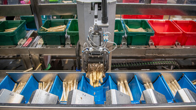 Das Sortieren unterschiedlicher Spargel-Qualit&auml;ten in unterschiedliche Lager-Kisten (Hintergrund) hat in diesem gr&ouml;&szlig;eren Spargel-Betrieb in Fuhrberg (Region Hannover) ein Roboter &uuml;bernommen.