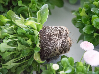 Abschlussveranstaltung für das Projekt 'TerZ - Einsatz torfreduzierter Substrate im Zierpflanzenbau' am 23.03.2023 in Hannover-Ahlem.