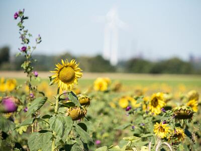 Vorstellung einer Fläche speziell für den Rebhuhnschutz nahe des Wolfenbütteler Ortsteils Leinde. Derartige Projekte werden im Zuge des Natur- und Artenschutzbündnisses „Der Niedersächsische Weg“ vermehrt umgesetzt. - © Wolfgang Ehrecke Vorstellung einer Fläche speziell für den Rebhuhnschutz nahe des Wolfenbütteler Ortsteils Leinde. Derartige Projekte werden im Zuge des Natur- und Artenschutzbündnisses „Der Niedersächsische Weg“ vermehrt umgesetzt.