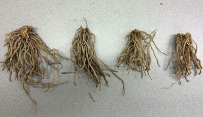 Vergleich der Rhizomentwicklung der verschiedenen EPT-Typen nach 1 Jahr (v.l.n.r. 5x5er EPT, 4x4er EPT, konischer EPT1, konischer EPT2) - © Nils Kraushaar Spargel - Rhizomentwicklung verschiedener EPT-Typen