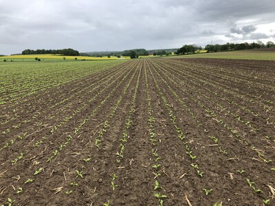 Fl&auml;che des Zuckerr&uuml;bentags 2025