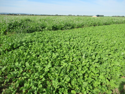 Ölrettich-Wicke - © Annette Hoffmann Ölrettich-Wicke