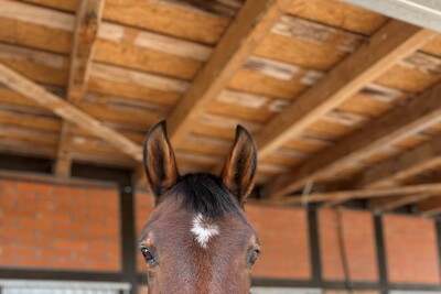 Pferd auf befestigtem Winterauslauf an Altgebäuden - © Carmen Kirsch Braunes Pferd mit weißem Fleck auf der Stirn steht in einem Stall mit Ziegelwänden und Holzdach.