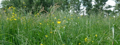 extensives Gr&uuml;nland