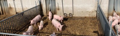 Auslauf Offenstall - Schweine in Echem