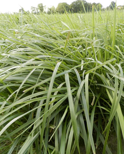 Was leisten einj&auml;hrige Acker- und Kleegrasmischungen