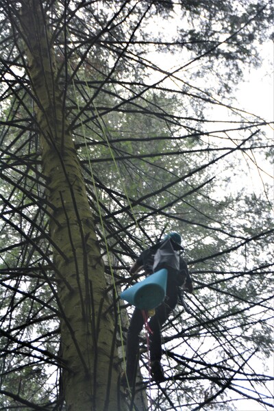 Saatguternte K&uuml;stentanne klettern 1