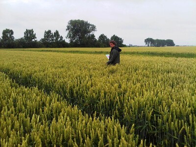 Feldbesichtiger - © Willi Thiel - © Willi Thiel Feldbesichtiger