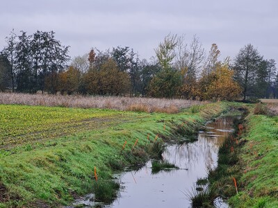 Aufgestellte Fallen wurden mit Stäben markiert. - © Heiko Fritz Aufgestellte Fallen wurden mit Stäben markiert.