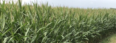 Maisfeld mit hohen Pflanzen, daneben ein schmaler grasbewachsener Weg unter bew&ouml;lktem Himmel.