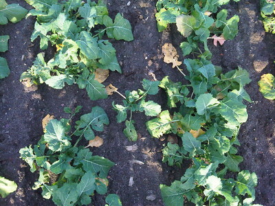 Bodenaufschlag von Raps in einer Hybridraps-Vermehrung, hier zwischen den Einzelkornsaat-Reihen - © Eric Preuß Bodenaufschlag von Raps in einer Hybridraps-Vermehrung, hier zwischen den Einzelkornsaat-Reihen