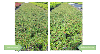 Cotoneaster im Versuch zur Vertr&auml;glichkeit von Torfersatzstoffen