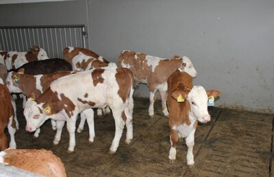 Spaltenböden für Kälber zukünftig nur noch mit elastischen Bodenbelägen möglich - © Heidi Meine-Schwenker Spaltenböden für Kälber zukünftig nur noch mit elastischen Bodenbelägen möglich