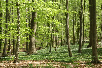 Die Kompensation von verursachten Treibhausgasemissionen durch zus&auml;tzliche Waldbest&auml;nde versch&auml;rft die Fl&auml;chenkonkurrenz