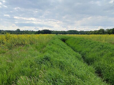 Gewässerrandstreifen