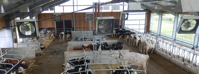 Lüftung Milchviehstall