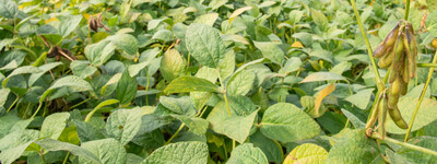 LeguNet-Soja-Feldtag der Landwirtschaftskammer Niedersachsen in Blender (Kreis Verden).