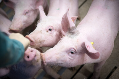 Schweine in der LWK-Versuchsstation Wehnen