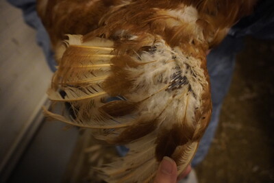 Legehenne in der Legepause - © Alina Kathrin Lückemann Legehenne in der Legepause