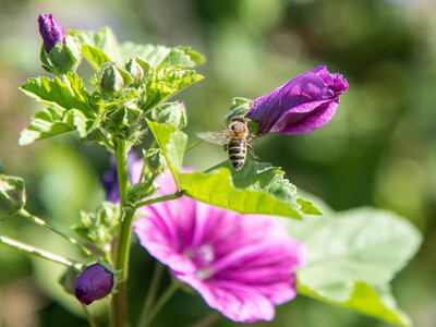 Vorstellung einer Fläche speziell für den Rebhuhnschutz nahe des Wolfenbütteler Ortsteils Leinde. Derartige Projekte werden im Zuge des Natur- und Artenschutzbündnisses „Der Niedersächsische Weg“ vermehrt umgesetzt. - © Wolfgang Ehrecke Vorstellung einer Fläche speziell für den Rebhuhnschutz nahe des Wolfenbütteler Ortsteils Leinde. Derartige Projekte werden im Zuge des Natur- und Artenschutzbündnisses „Der Niedersächsische Weg“ vermehrt umgesetzt.