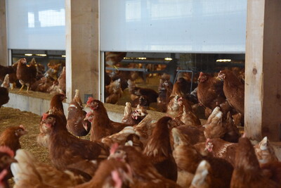 Übergang vom Wintergarten in den Legehennenstall - © Anna Riedel / Stiftung Tierärztliche Hochschule Hannover Übergang vom Wintergarten in den Legehennenstall