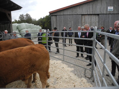 Typvolle Limousin-Tiere