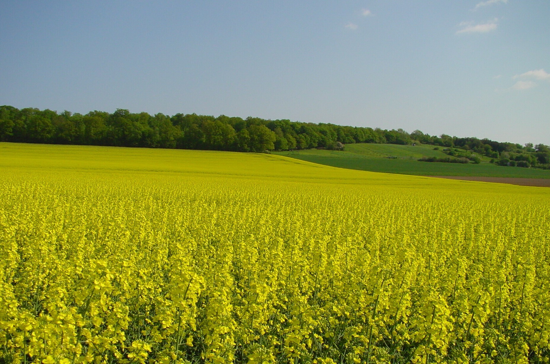 Landessortenversuche 2024: Winterraps, Ergebnisse aller Anbauregionen ...