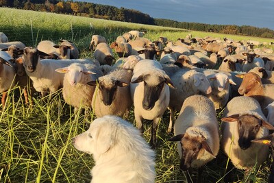 Herdenschutzhund - © Lili Kühn Herdenschutzhund