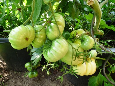 Unreife Tomaten nur verarbeitet und in Maßen verzehren